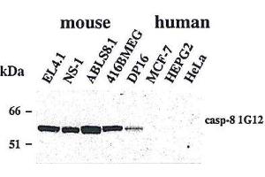 Western blot using anti-Caspase-8 (mouse), mAb (1G12)  detecting endogenous caspase-8 in various mouse cell line, but not in human cell lines. (Caspase 8 antibody)