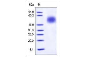 Human CD55, His Tag on SDS-PAGE under reducing (R) condition. (CD55 Protein (AA 35-353) (His tag))
