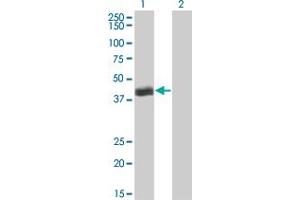 Western Blot analysis of HLF expression in transfected 293T cell line by HLF monoclonal antibody (M04), clone M2.