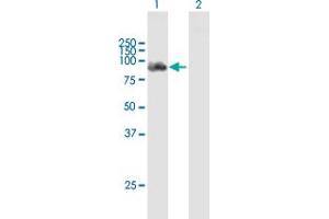Western Blot analysis of DDX58 expression in transfected 293T cell line by DDX58 MaxPab polyclonal antibody. (DDX58 antibody  (AA 1-925))