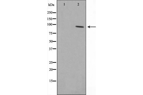 SENP5 antibody