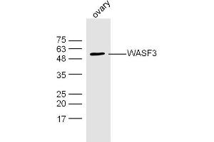 Mouse ovarian lysates probed with WASF3 Polyclonal Antibody, Unconjugated  at 1:300 dilution and 4˚C overnight incubation. (WASF3 antibody  (AA 21-120))