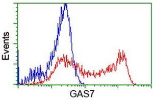 Image no. 1 for anti-Growth Arrest-Specific 7 (GAS7) antibody (ABIN1498380) (GAS7 antibody)