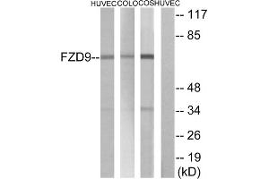 Western blot analysis of extracts from HUVEC cells COLO cells and COS cells, using FZD9 antibody.