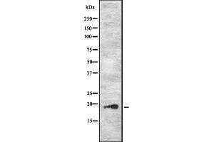 anti-Olfactory Receptor, Family 7, Subfamily E, Member 13 Pseudogene (OR7E13P) antibody