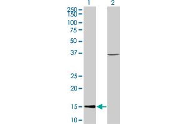 CHRAC1 antibody  (AA 1-131)