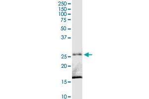 C8orf33 MaxPab rabbit polyclonal antibody. (C8orf33 antibody  (AA 1-229))