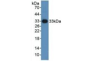 Western Blotting (WB) image for anti-Hypoxia Inducible Factor 1, alpha Subunit (Basic Helix-Loop-Helix Transcription Factor) (HIF1A) (AA 588-836) antibody (ABIN7432637)