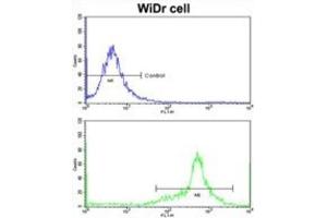 Flow Cytometry (FACS) image for anti-Insulin-Like Growth Factor Binding Protein 6 (IGFBP6) antibody (ABIN3002791) (IGFBP6 antibody)