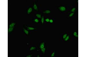 Immunofluorescent analysis of Hela cells using ABIN7152677 at dilution of 1:100 and Alexa Fluor 488-congugated AffiniPure Goat Anti-Rabbit IgG(H+L) (FERD3L antibody  (AA 1-167))