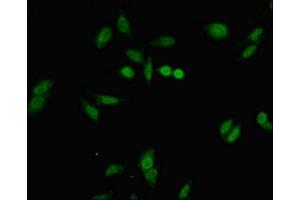 Immunofluorescent analysis of Hela cells using ABIN7152677 at dilution of 1:100 and Alexa Fluor 488-congugated AffiniPure Goat Anti-Rabbit IgG(H+L) (FERD3L antibody  (AA 1-167))