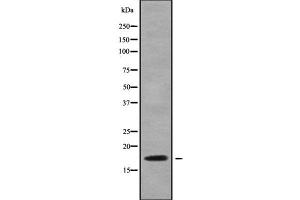 Western blot analysis NDUFA6 using RAW264. (NDUFA6 antibody  (Internal Region))