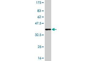 Western Blot detection against Immunogen (36. (PKNOX1 antibody  (AA 2-100))