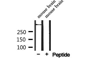 Western blot analysis of extracts from mouse brain, using CEP250 Antibody. (CEP250 antibody  (C-Term))