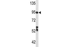 Western blot analysis of C7 antibody and Ramos lysate. (C7 antibody  (AA 375-403))