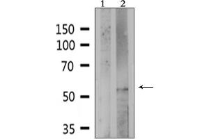 Western blot analysis of extracts from HepG2, using PE2R4 Antibody. (PTGER4 antibody  (Internal Region))