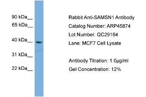 WB Suggested Anti-SAMSN1  Antibody Titration: 0. (SAMSN1 antibody  (Middle Region))