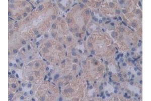Detection of PCSK1 in Mouse Kidney Tissue using Polyclonal Antibody to Proprotein Convertase Subtilisin/Kexin Type 1 (PCSK1) (PCSK1 antibody  (AA 244-530))