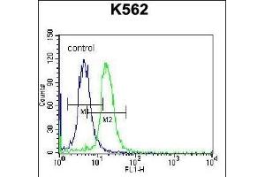STARD5 Antibody (N-term) (ABIN656750 and ABIN2845973) flow cytometric analysis of K562 cells (right histogram) compared to a negative control cell (left histogram). (STARD5 antibody  (N-Term))