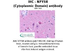 Image no. 1 for anti-Neuropeptide Y Receptor Y5 (NPY5R) (3rd Cytoplasmic Domain) antibody (ABIN1737490) (NPY5R antibody  (3rd Cytoplasmic Domain))