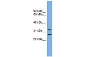 Image no. 1 for anti-Follistatin-Like 1 (FSTL1) (AA 222-271) antibody (ABIN6745523) (FSTL1 antibody  (AA 222-271))