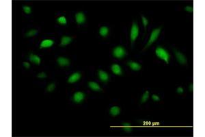 Immunofluorescence (IF) image for anti-BCL2-Associated Athanogene 5 (BAG5) (AA 1-447) antibody (ABIN523009)