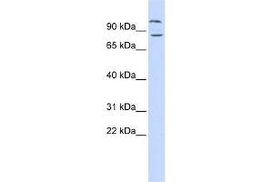 DAGLB antibody used at 1 ug/ml to detect target protein. (DAGLB antibody  (Middle Region))