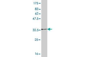 Western Blot detection against Immunogen (36. (UBE2D1 antibody  (AA 1-94))