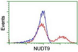 Image no. 1 for anti-Nudix (Nucleoside Diphosphate Linked Moiety X)-Type Motif 9 (NUDT9) antibody (ABIN1499874)