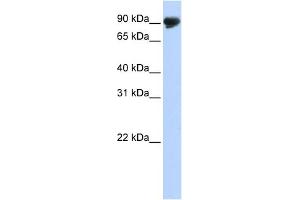 WB Suggested Anti-TMTC4 Antibody Titration:  0.