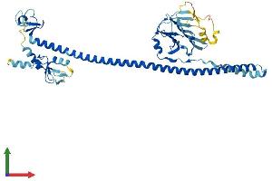 Protein Structure (PS) image for Tripartite Motif Containing 64 (TRIM64) (AA 1-449) protein (His tag) (ABIN7544773)
