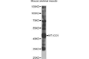 Western blot analysis of extracts of mouse skeletal muscle, using MT-CO1 antibody (ABIN2561977) at 1:1000 dilution. (COX1 antibody)