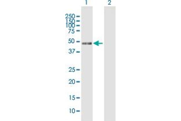 MIIP antibody  (AA 1-388)