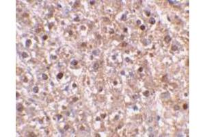 Immunohistochemical staining of mouse liver tissue using AP30191PU-N caspase-12 antibody at 2 μg/ml. (Caspase 12 antibody  (Intermediate Domain))