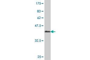 P5CS antibody  (AA 696-795)