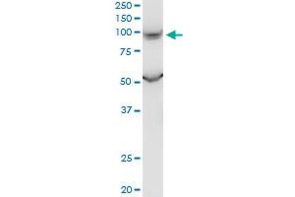 PKD2L1 antibody  (AA 173-272)