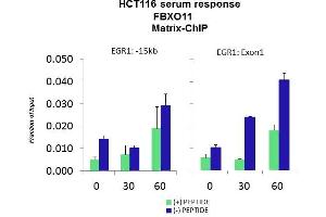 Quiescent human colon carcinoma HCT116 cultures were treated with 10% FBS for three time points (0, 15, 30min) or (0, 30, 60min) were used in Matrix-ChIP and real-time PCR assays at EGR1 gene (Exon1) and 15kb upstream site. (FBXO11 antibody  (Middle Region))