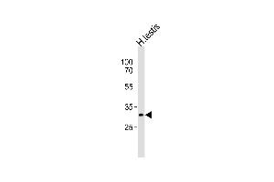 Western blot analysis of lysate from human testis tissue lysate, using SYCP3 Antibody (N-term) (ABIN6242626 and ABIN6577547). (SYCP3 antibody  (N-Term))