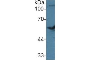Western Blot; Sample: Bovine Cerebrum lysate; Primary Ab: 3µg/ml Rabbit Anti-Bovine BMP7 Antibody Second Ab: 0. (BMP7 antibody  (AA 123-393))
