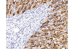 Immunohistochemistry analysis of paraffin-embedded rat stomach using CK-8 Polyclonal Antibody at dilution of 1:300. (KRT8 antibody)