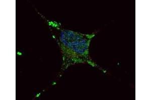 Immunofluorescence (IF) image for anti-Elongator Acetyltransferase Complex Subunit 2 (ELP2) antibody (ABIN3001690) (ELP2 antibody)