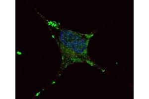 Immunofluorescence (IF) image for anti-Elongator Acetyltransferase Complex Subunit 2 (ELP2) antibody (ABIN3001690)