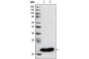 Western Blotting (WB) image for anti-Glutathione S-Transferase pi 1 (GSTP1) antibody (ABIN2983291) (GSTP1 antibody)