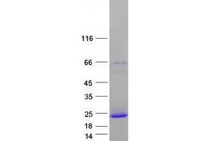 PRR4 Protein (Transcript Variant 2) (Myc-DYKDDDDK Tag)
