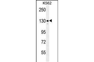 Western blot analysis in K562 cell line lysates (35ug/lane). (ITGA8 antibody  (C-Term))
