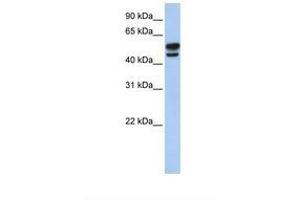 Image no. 1 for anti-Vimentin (VIM) (AA 110-159) antibody (ABIN6738431) (Vimentin antibody  (AA 110-159))