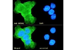 (ABIN190875) Immunofluorescence analysis of paraformaldehyde fixed A431 cells, permeabilized with 0. (GPSM2 antibody  (Internal Region))