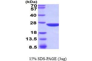 SDS-PAGE (SDS) image for Glutathione S-Transferase, pi 2 (GSTP2) (AA 1-210) protein (ABIN5854532)