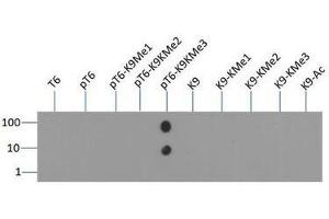 Dot Blot (DB) image for anti-Histone 3 (H3) (H3K9me3), (pThr6) antibody (ABIN5706788)