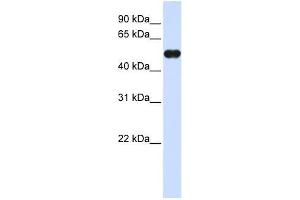 MNDA antibody used at 0. (MNDA antibody  (C-Term))